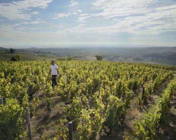 Vigneron d'un jour.....Vigneron toujours.....